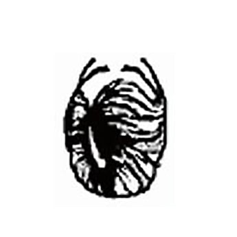 Hair Direction